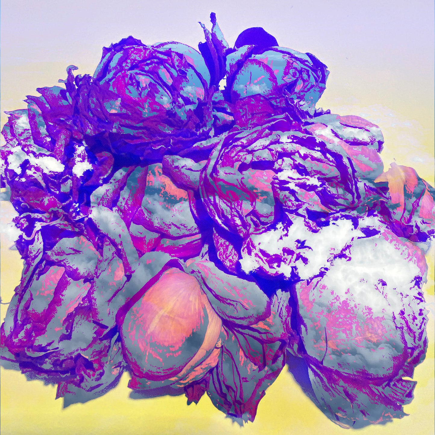 “Roses in the Clouds”