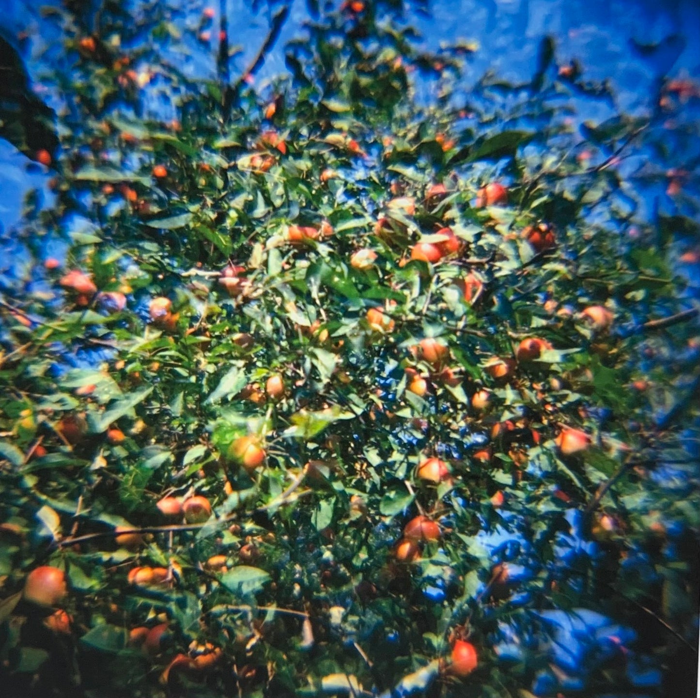 Apple Grove