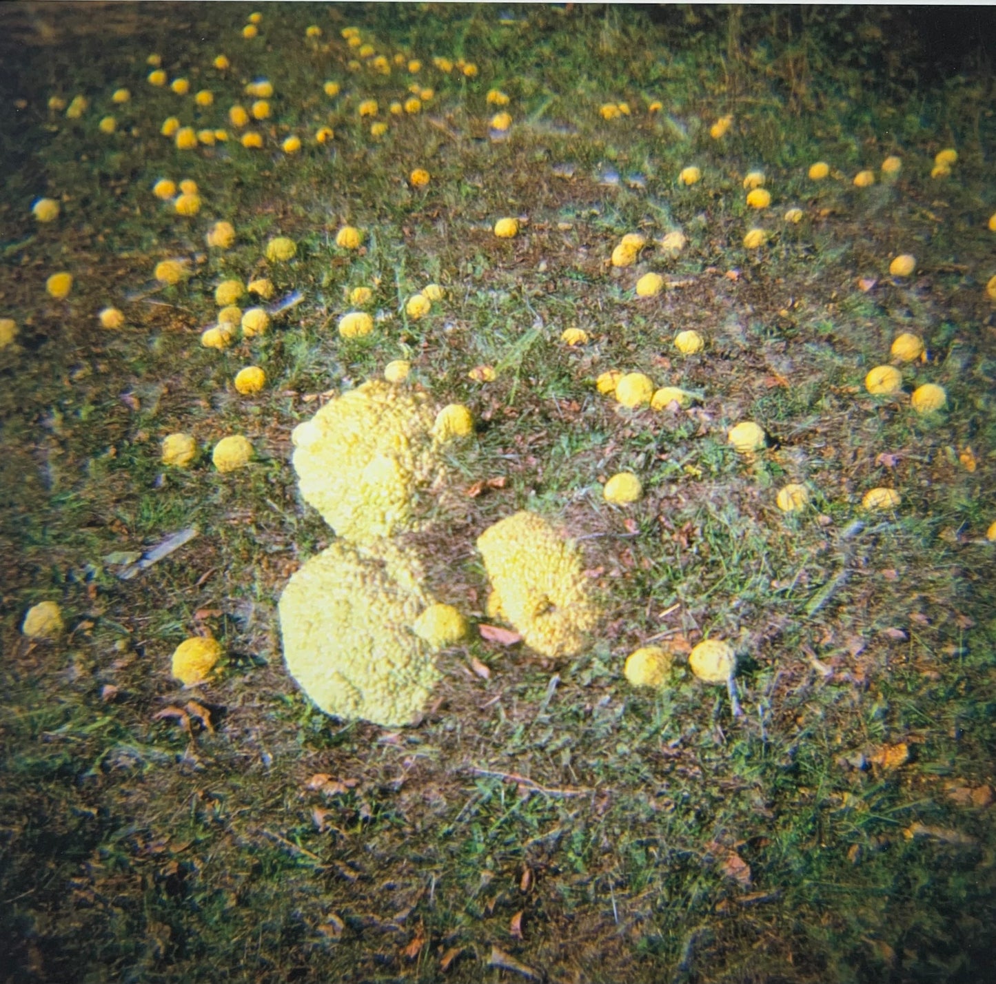 Ugly Fruit