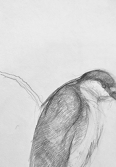 "Night Heron"