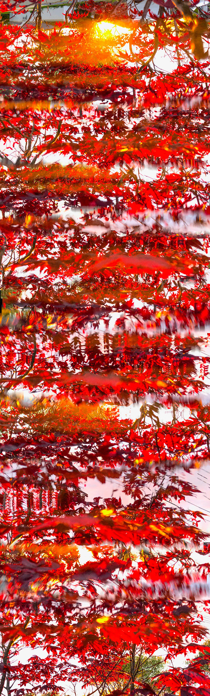 "Crimson Scroll"
