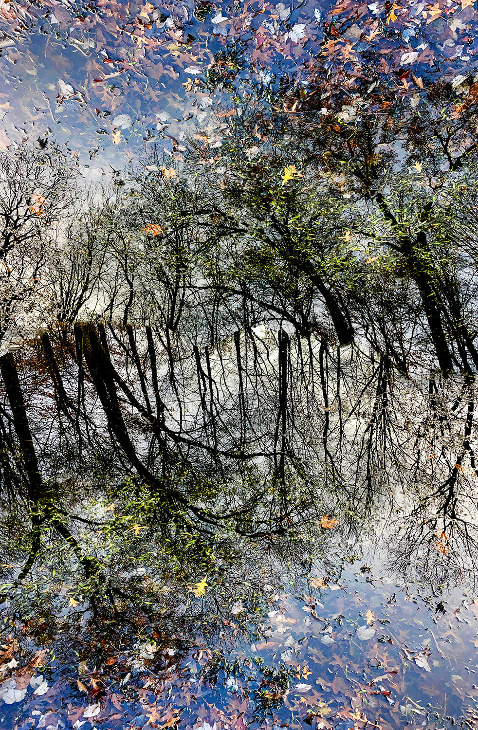 "Tempest Woods"