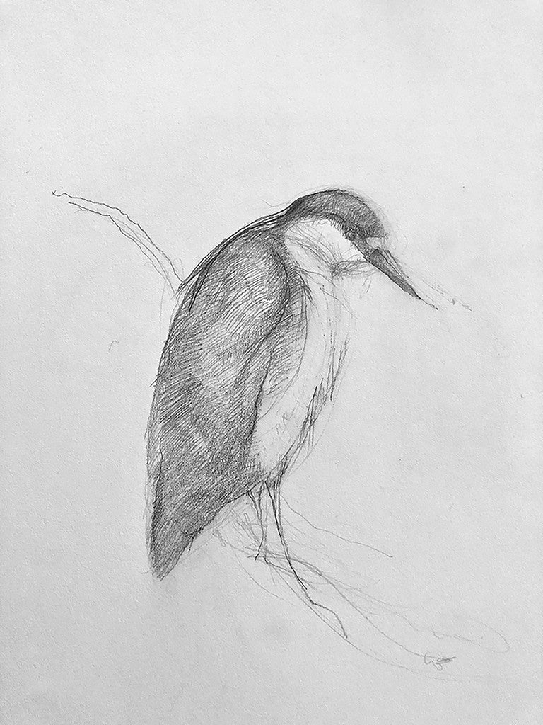 "Night Heron"